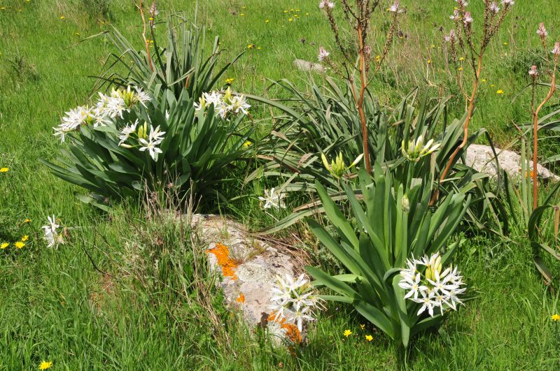 Pancratium illyricum / Giglio di Sardegna